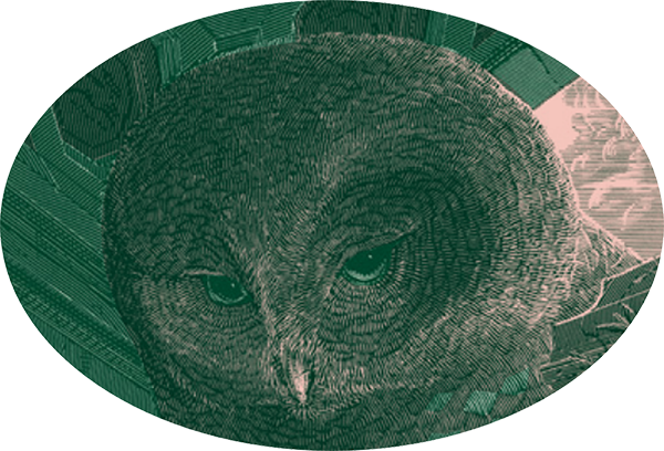 Athena Advocacy owl named Stella
